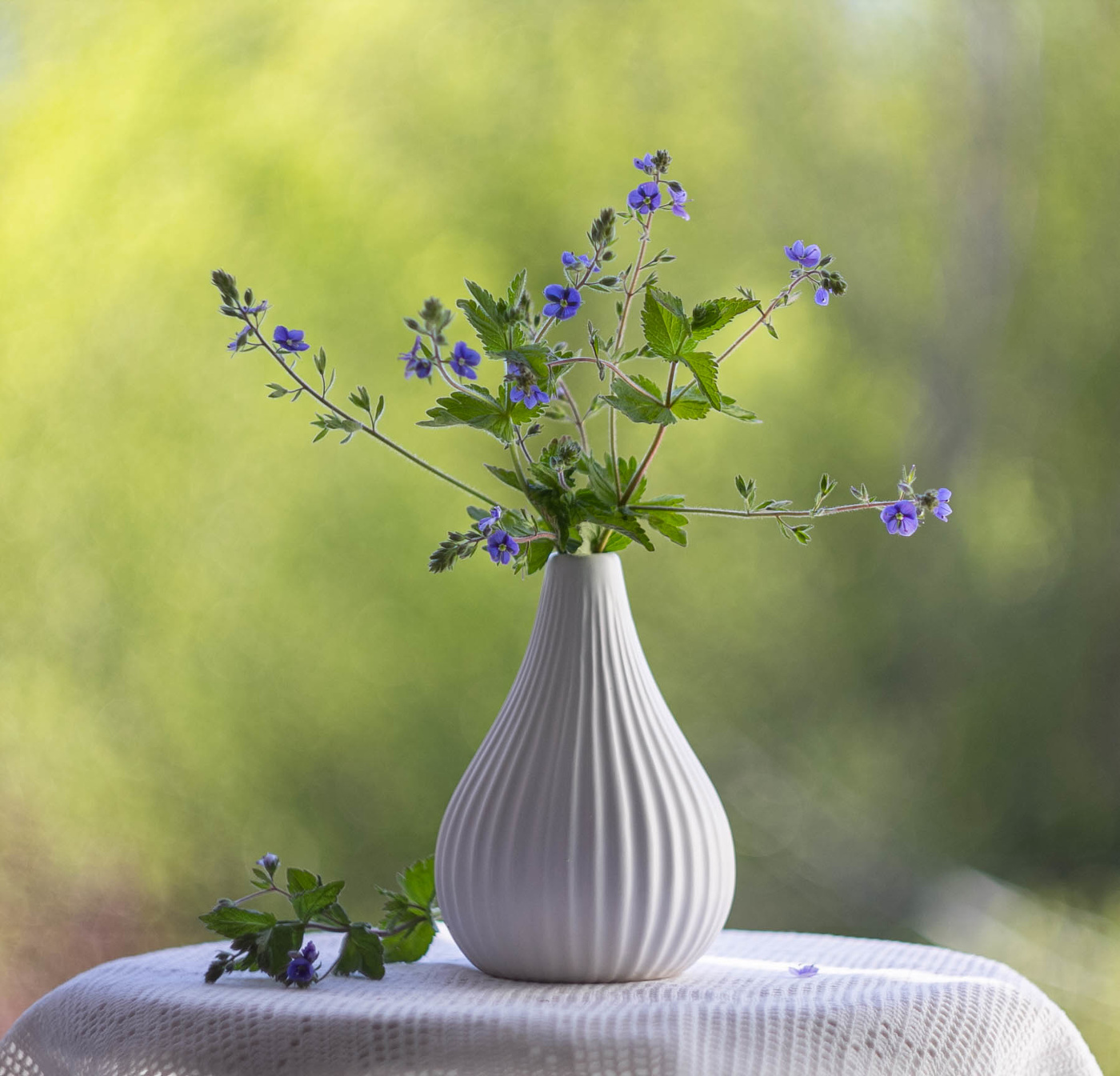 Вероника дубравная