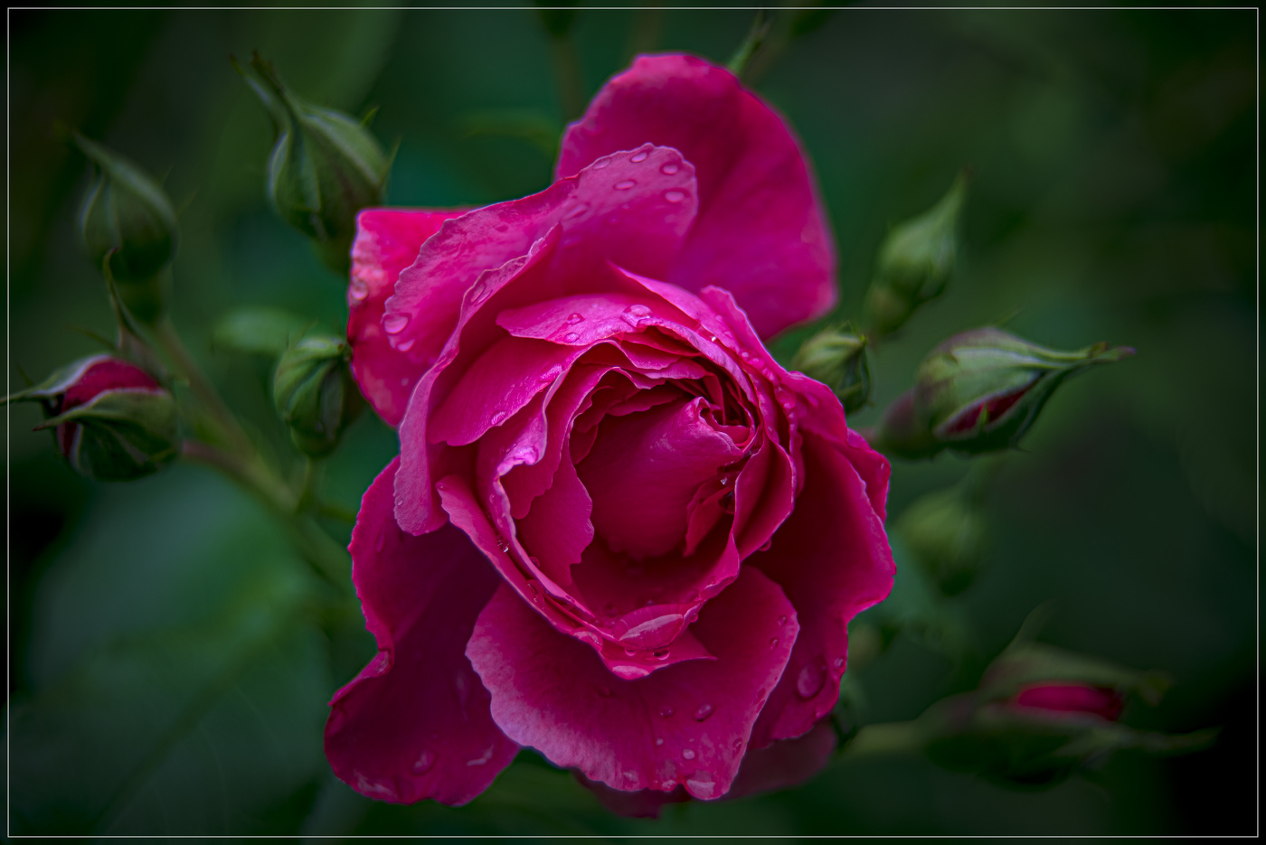 Майская роза