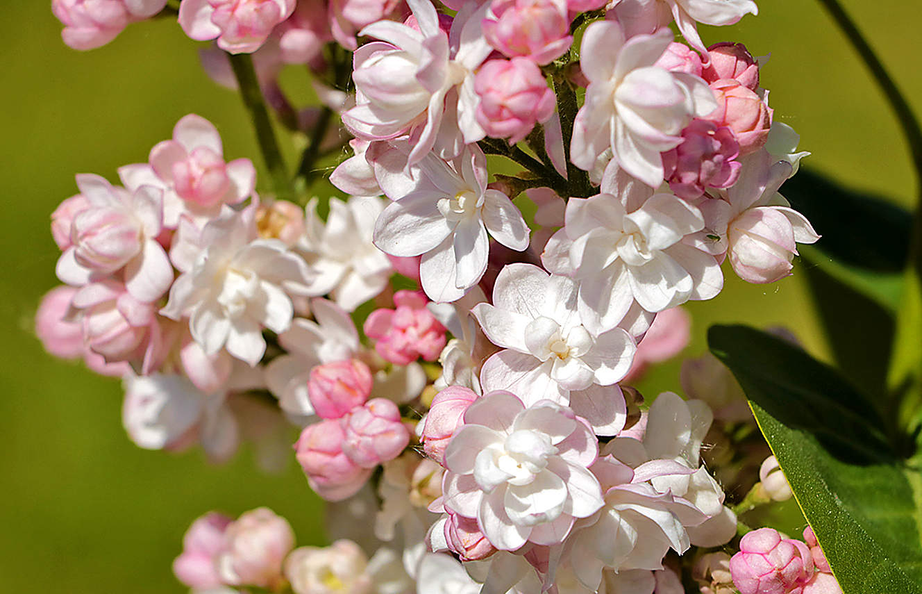 Сирень "Красавица Москвы"