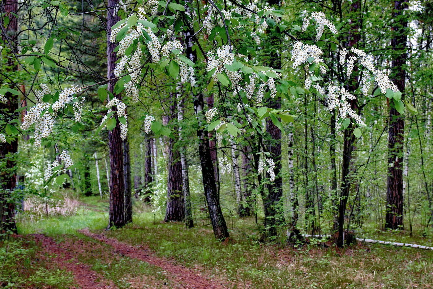 *Весенний лес.**