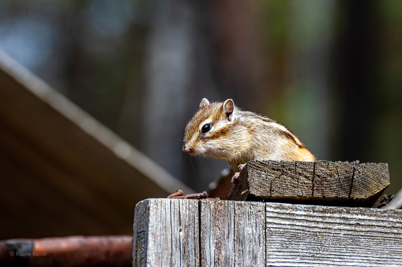 Спинка в полоску. Розовый носик. Что за зверушка? Лёгкий вопросик