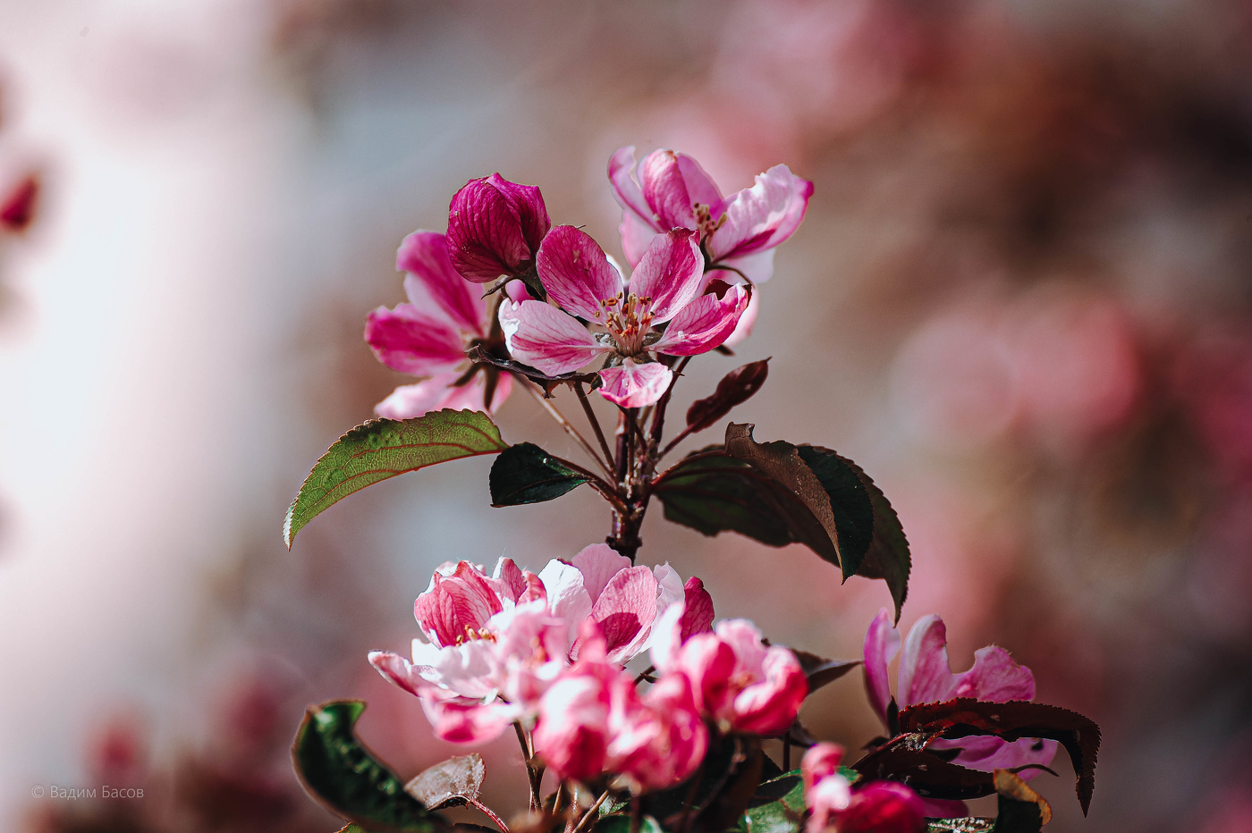 Яблоня в цвету.