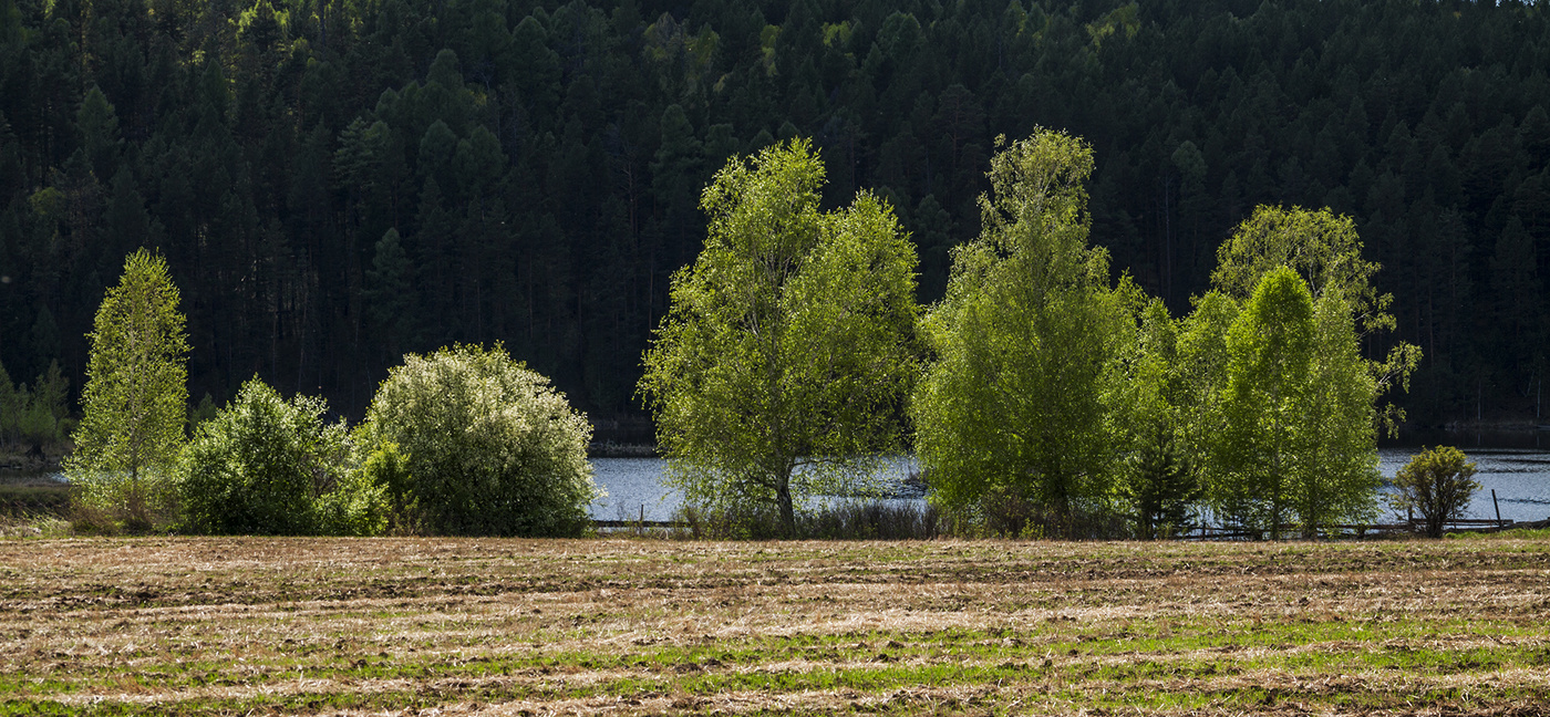 На берегу озера