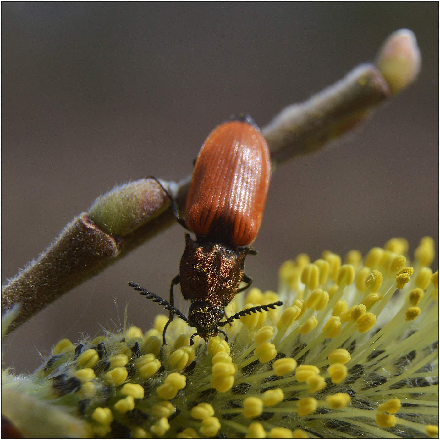 А так оно вкуснее.