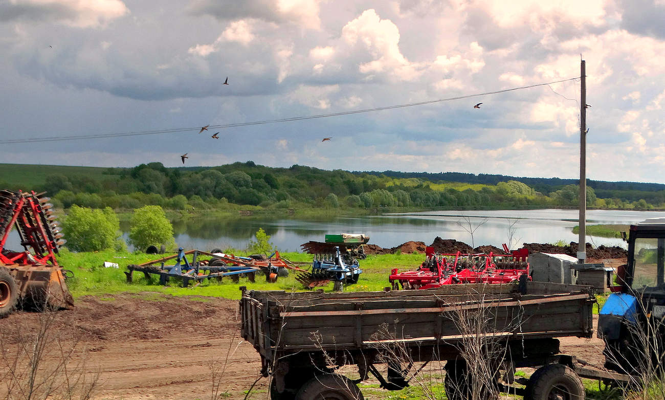 Ласточки низко летают, к дождю