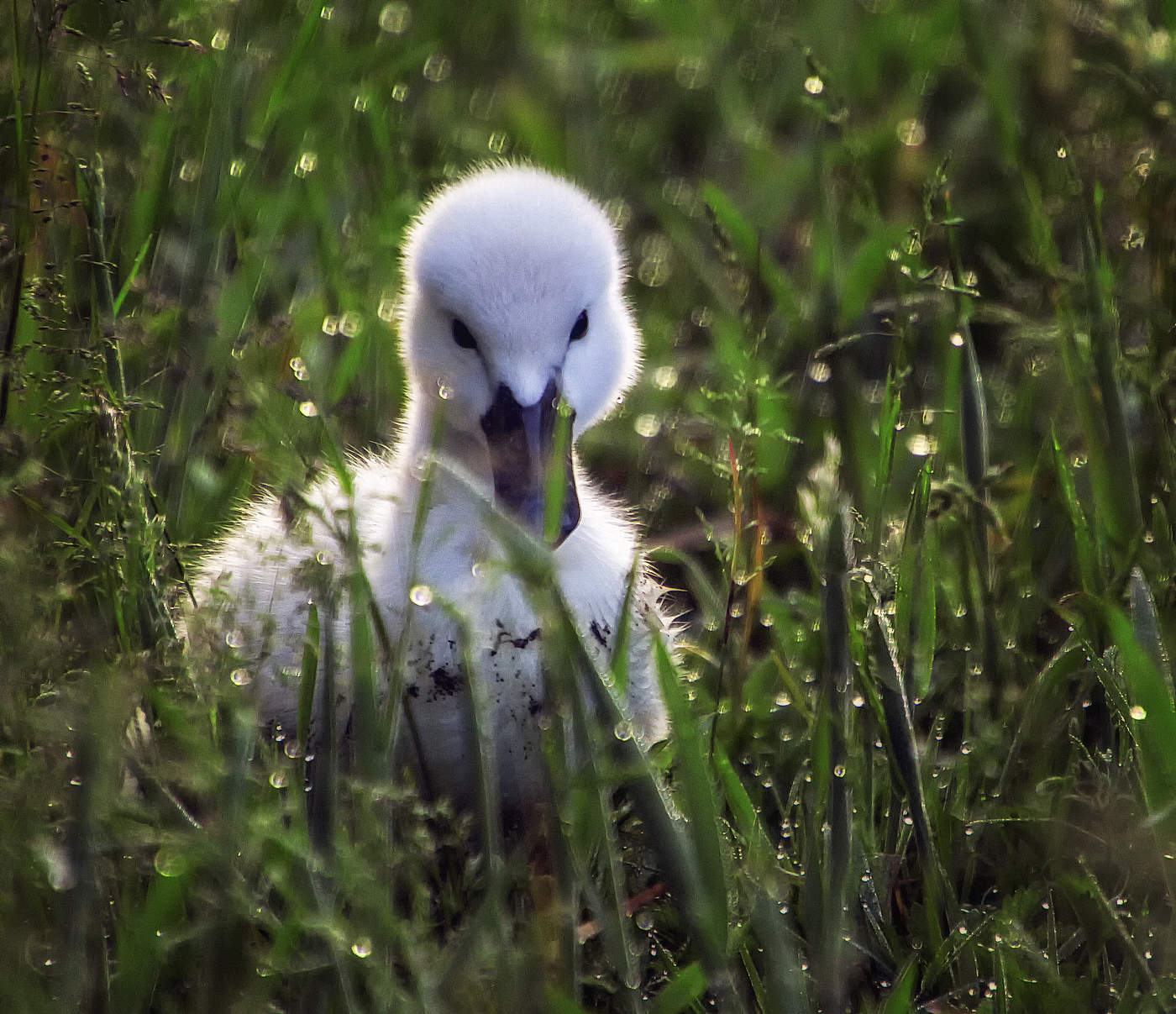 В траве сидел утёнок
