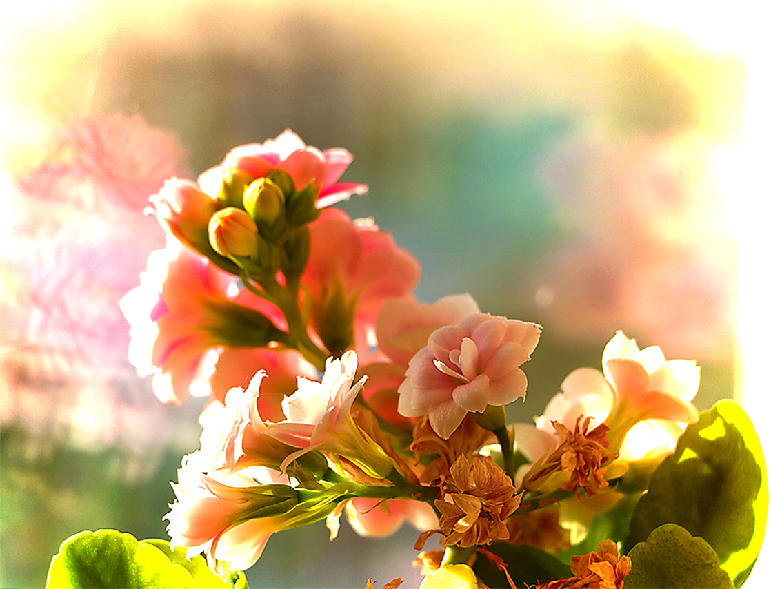 На солрнечном окне