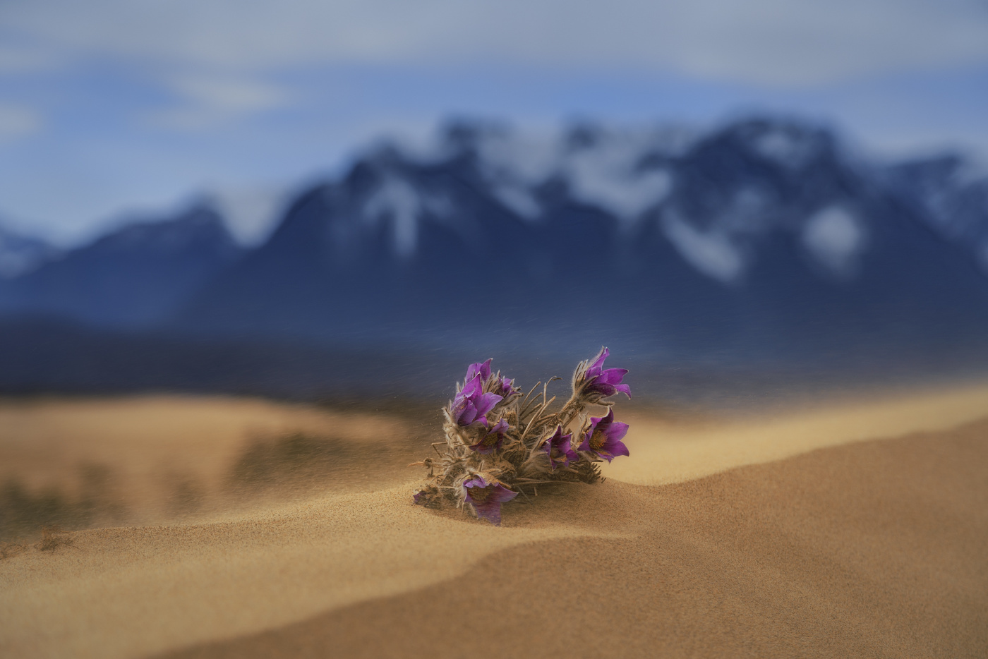 Выживший, или Царь горы