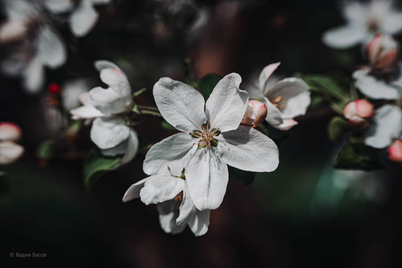 Яблоневый цветок.