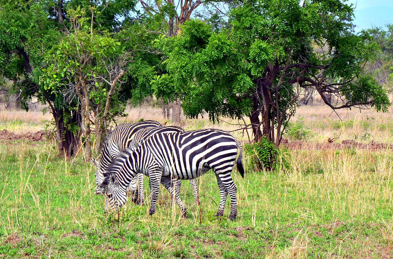 Зебры пасутся спокойно