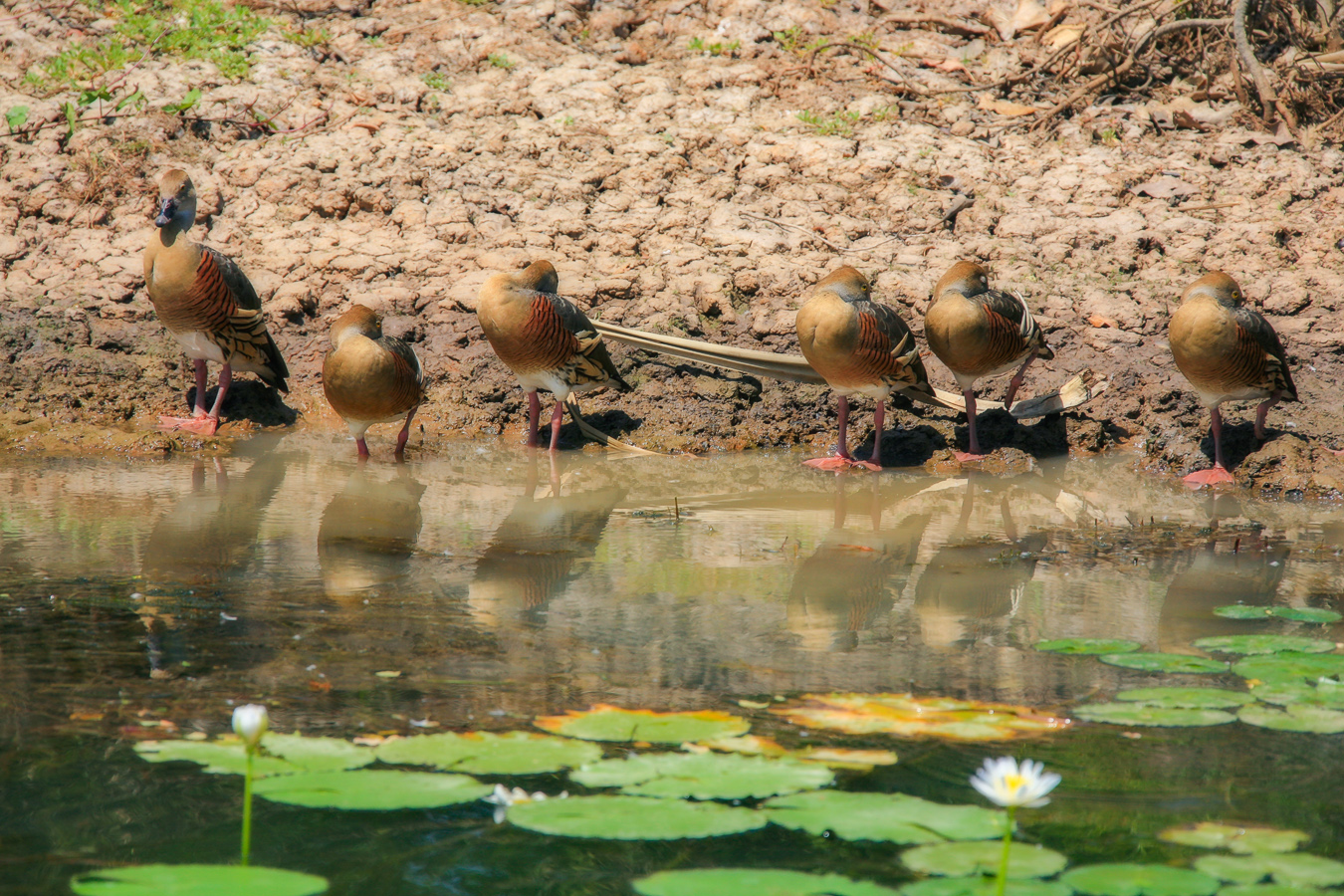 Дневальный