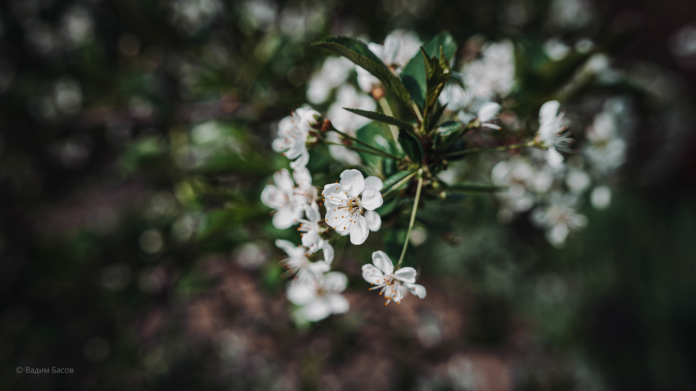 Время цветения вишни.