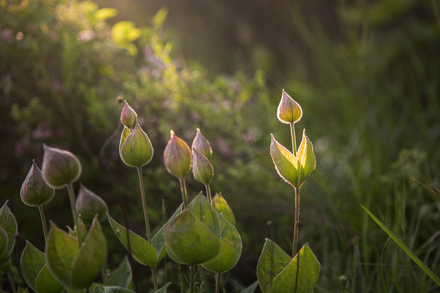 В потоке света