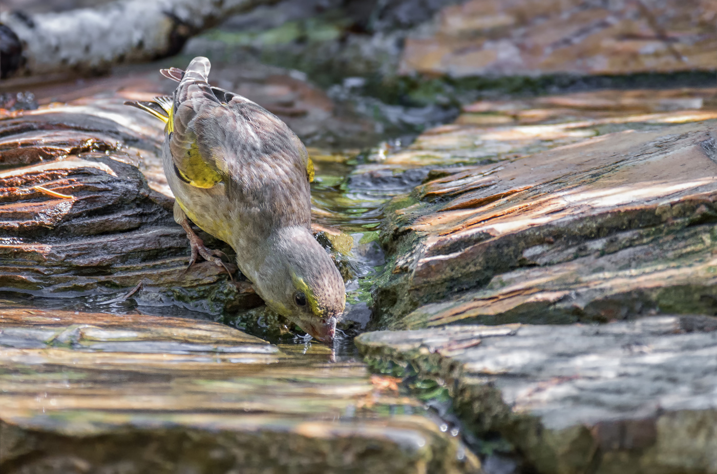 зеленушка..