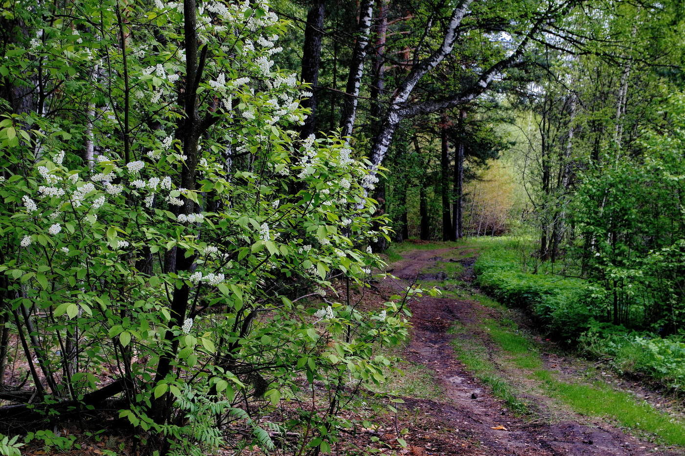 **По лесной тропе.*