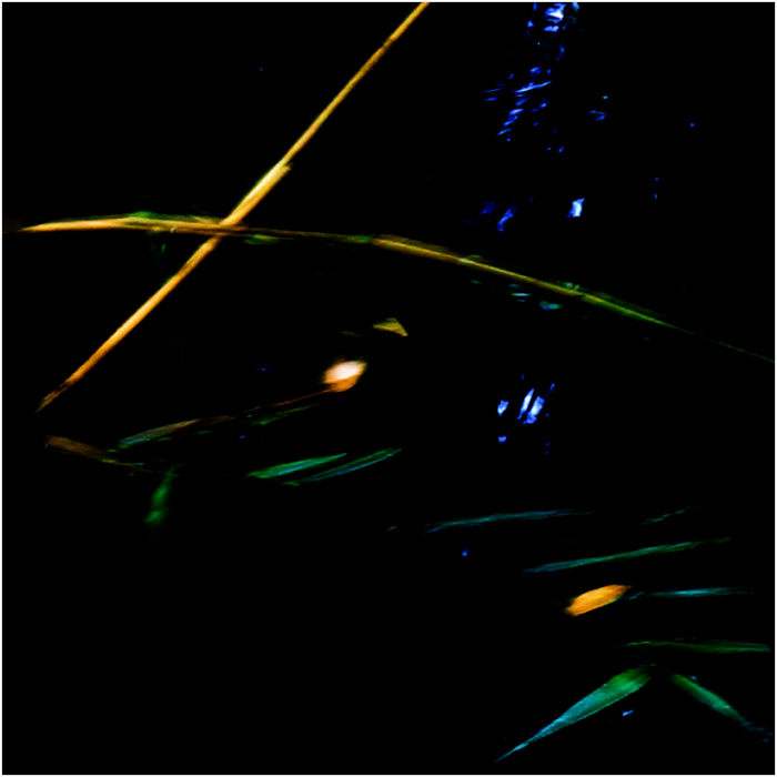 Трава у берега Волги