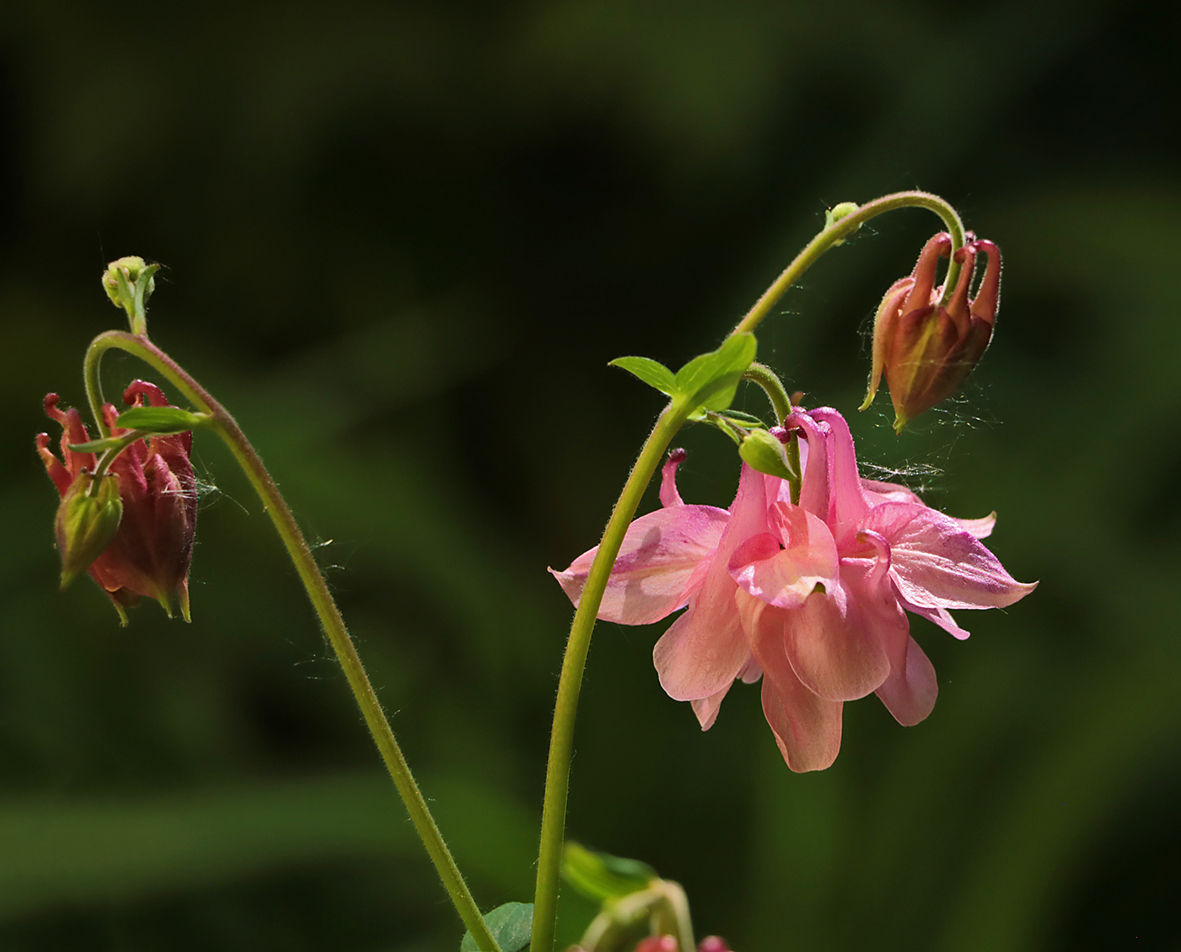 Балеринка-аквилегия