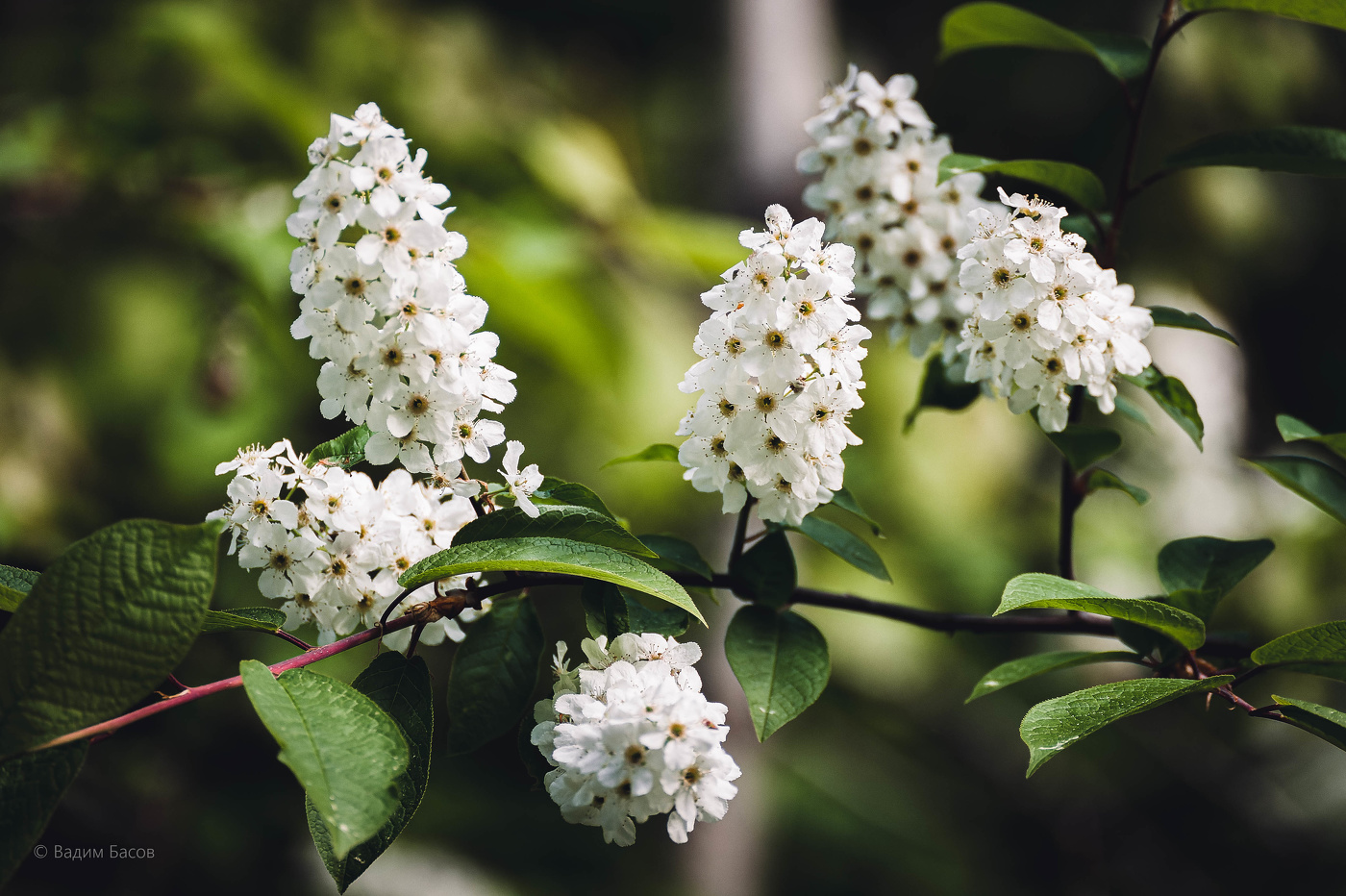 Ах, черемуха белая.