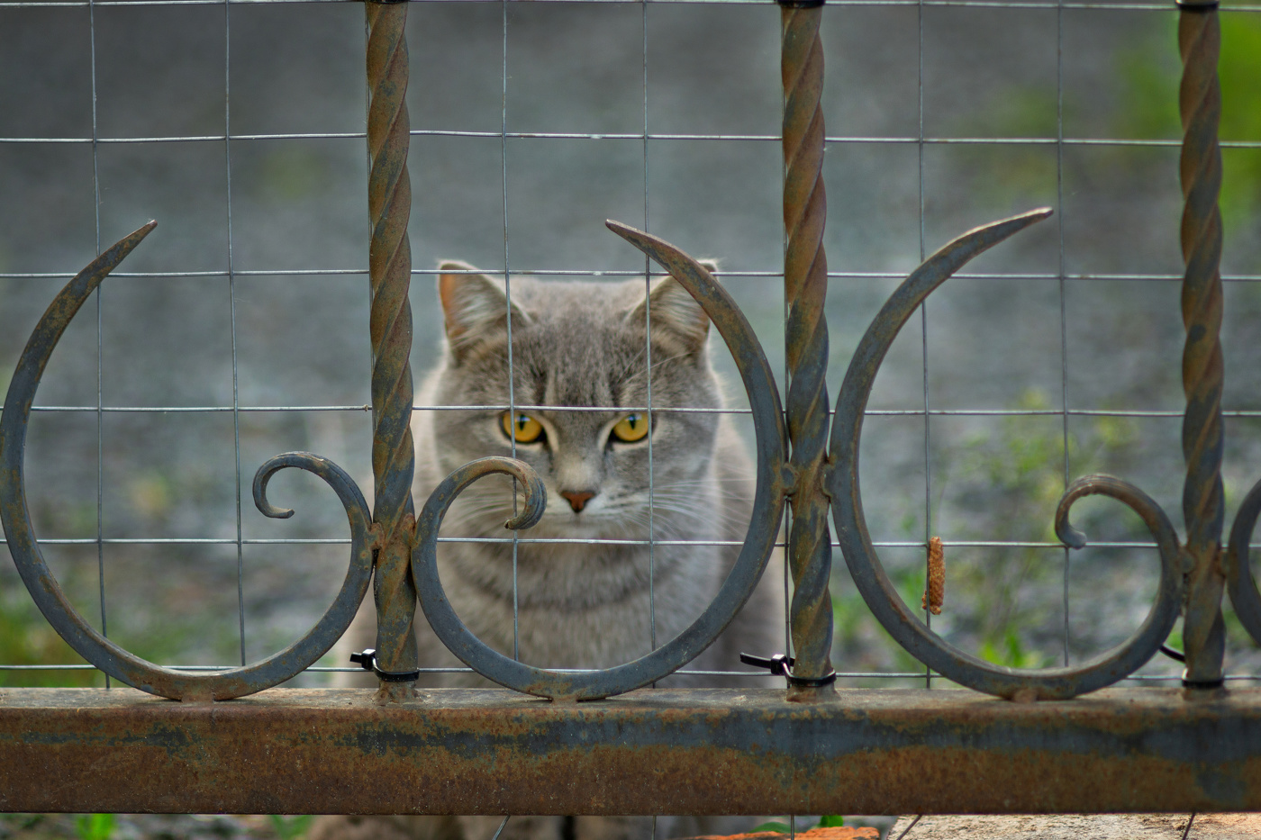 "Узник замка Уф"