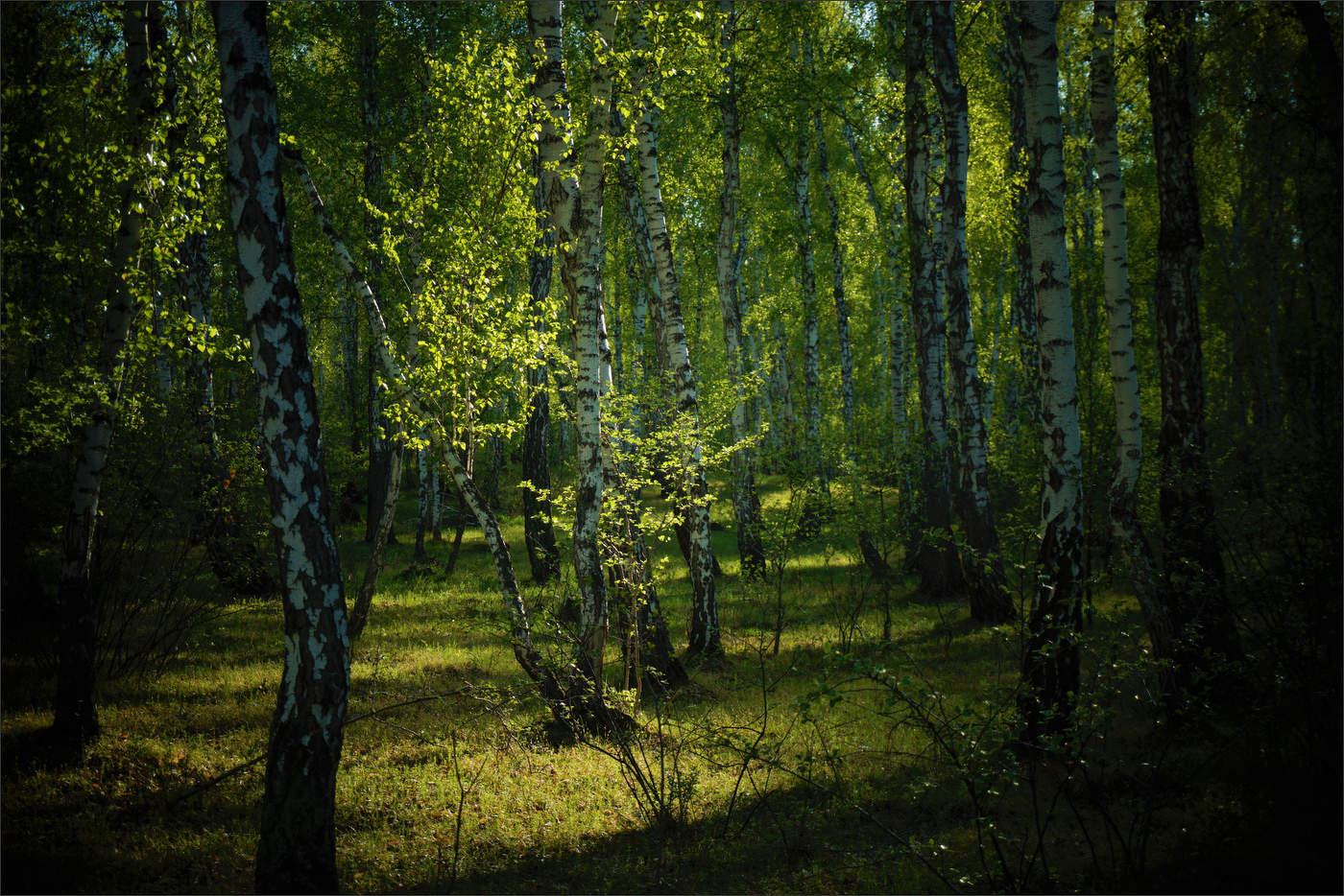 Весенний лес