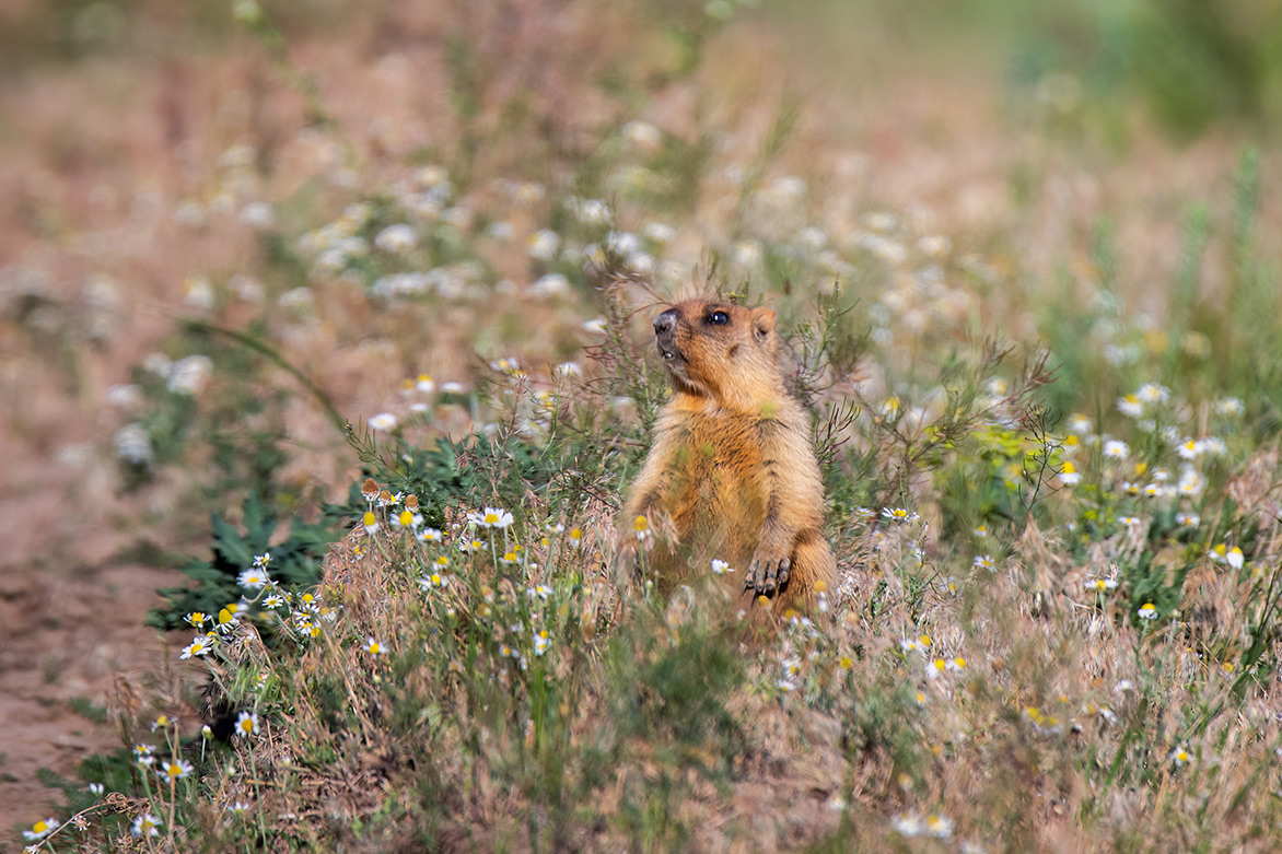 Жизнь среди ромашек