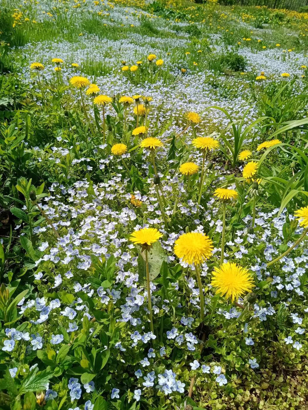 Одуванчики в Веронике..