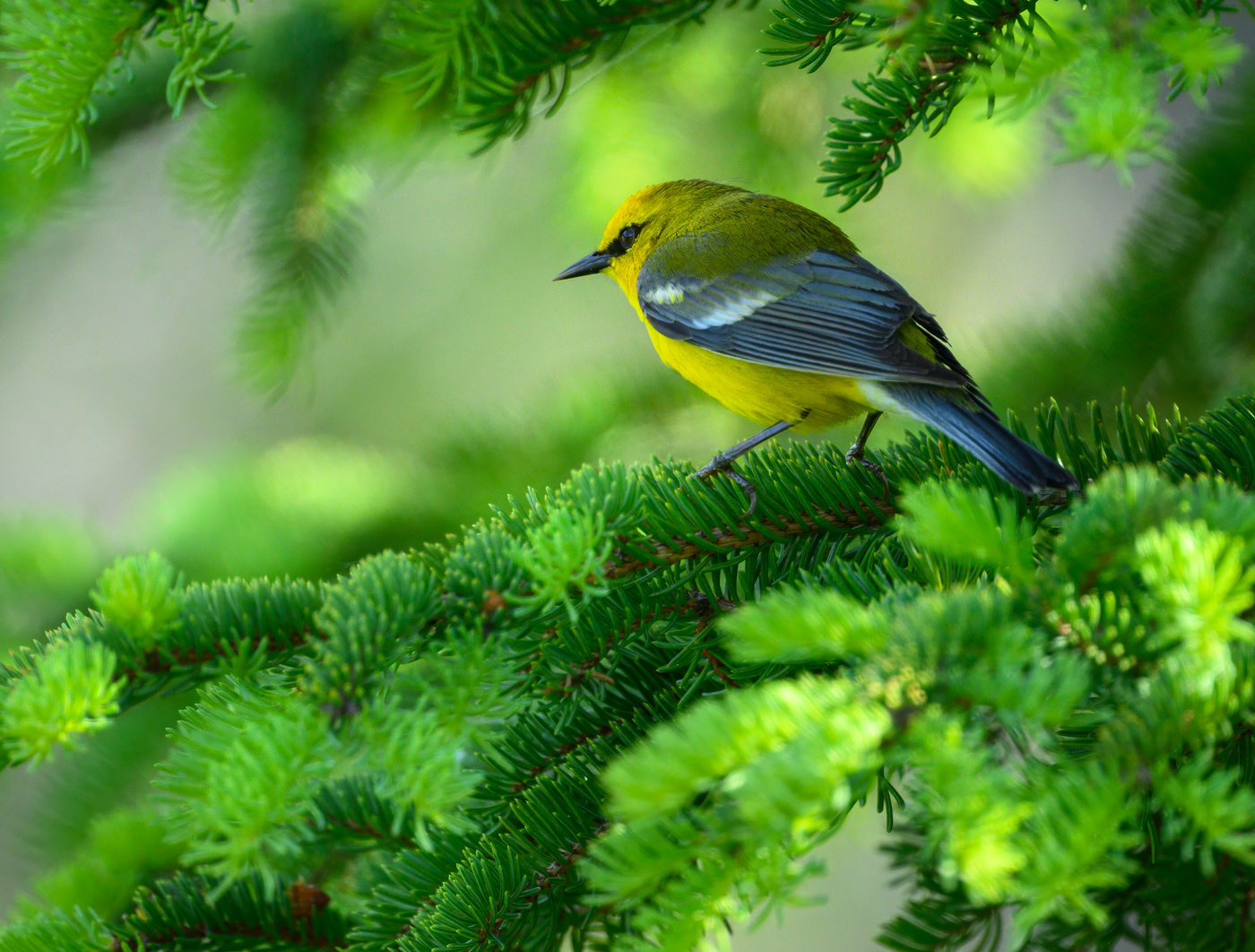 Blue-winged Warbler