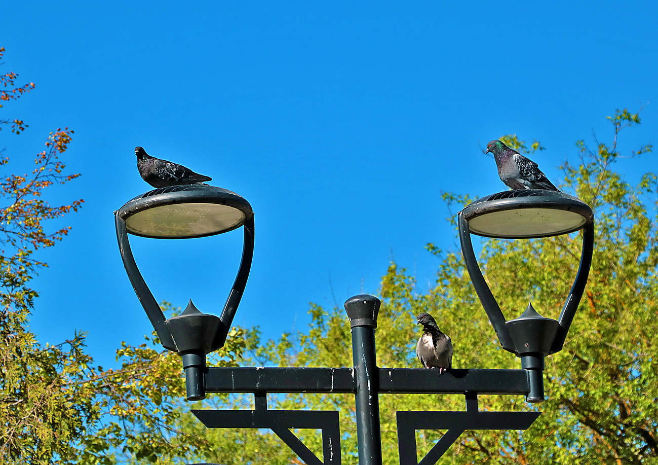 Триумвират на фонаре