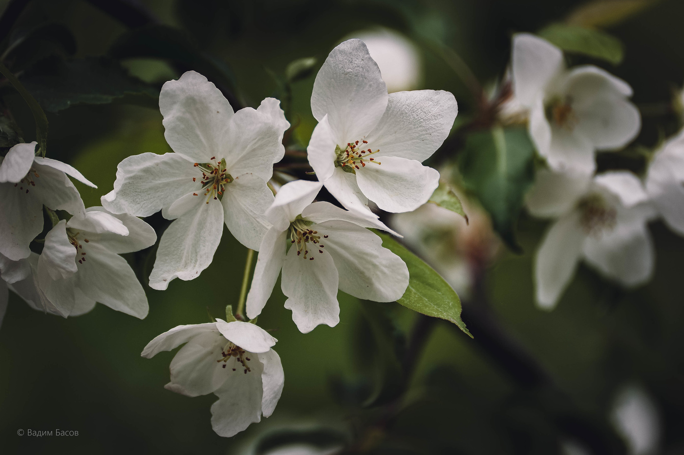 Яблони цвет.