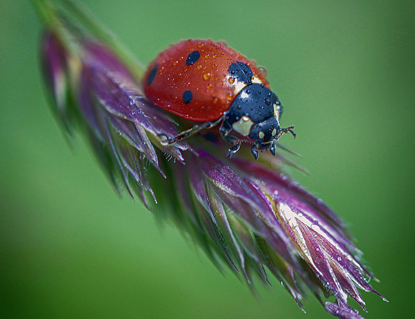 На колоске сидела