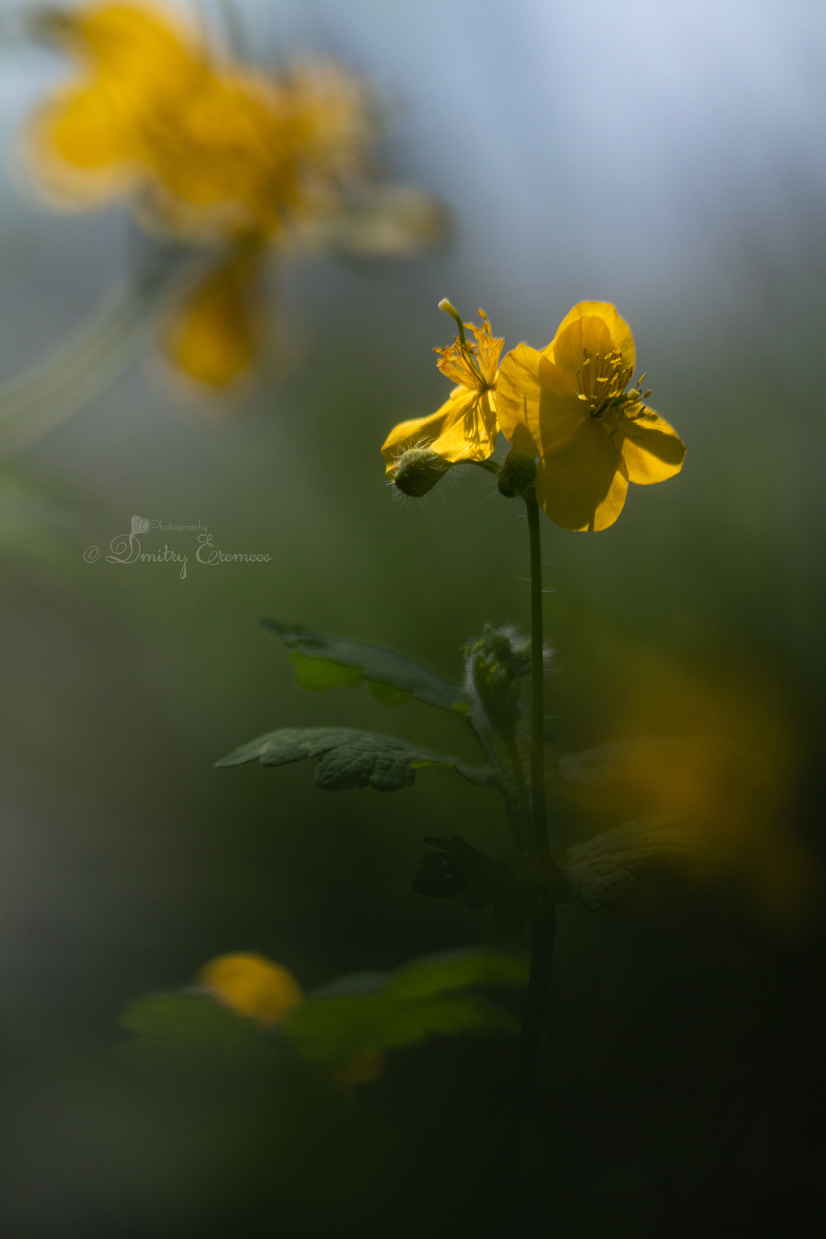 Из тени в свет...