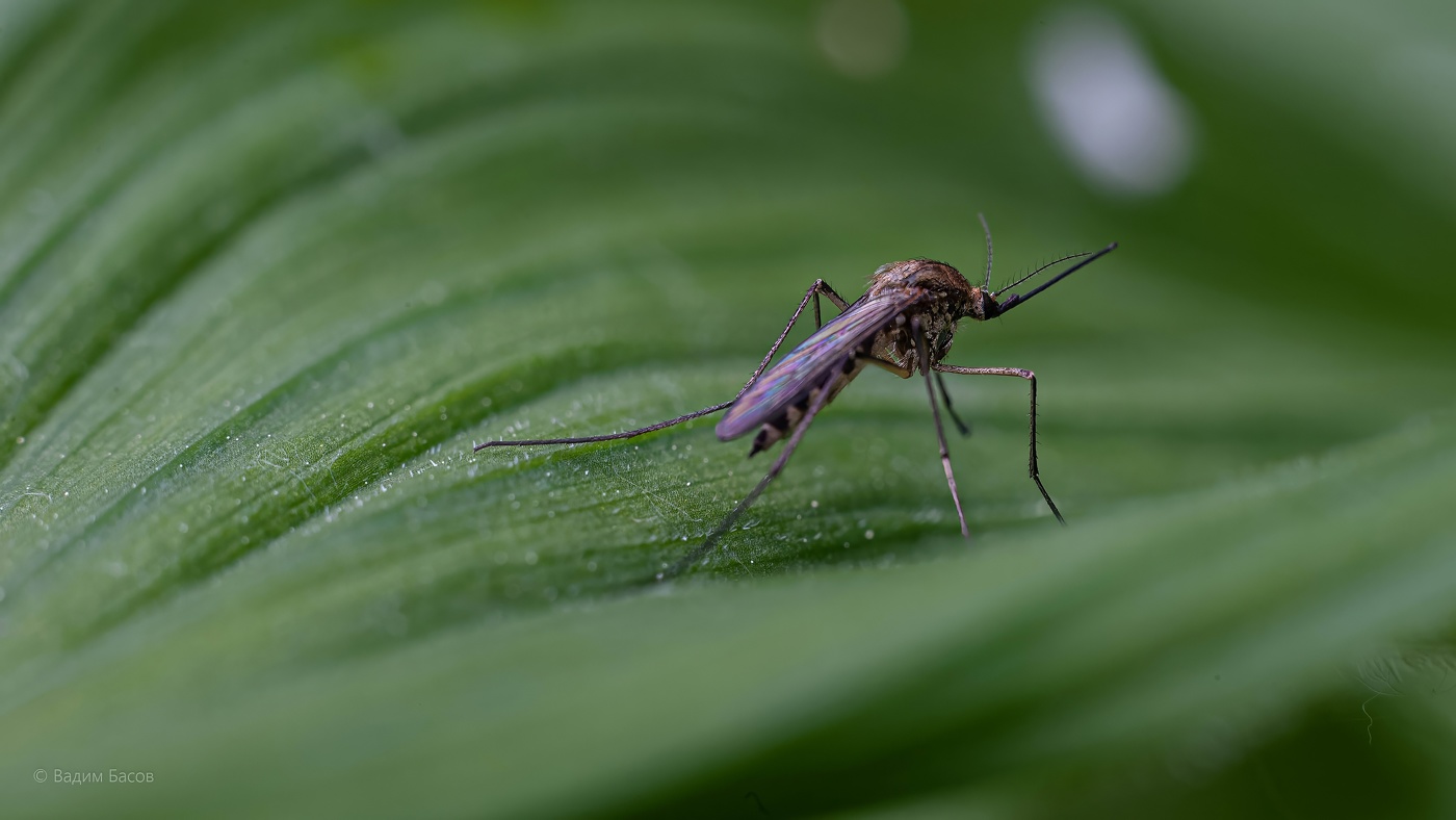 Макро-комар.