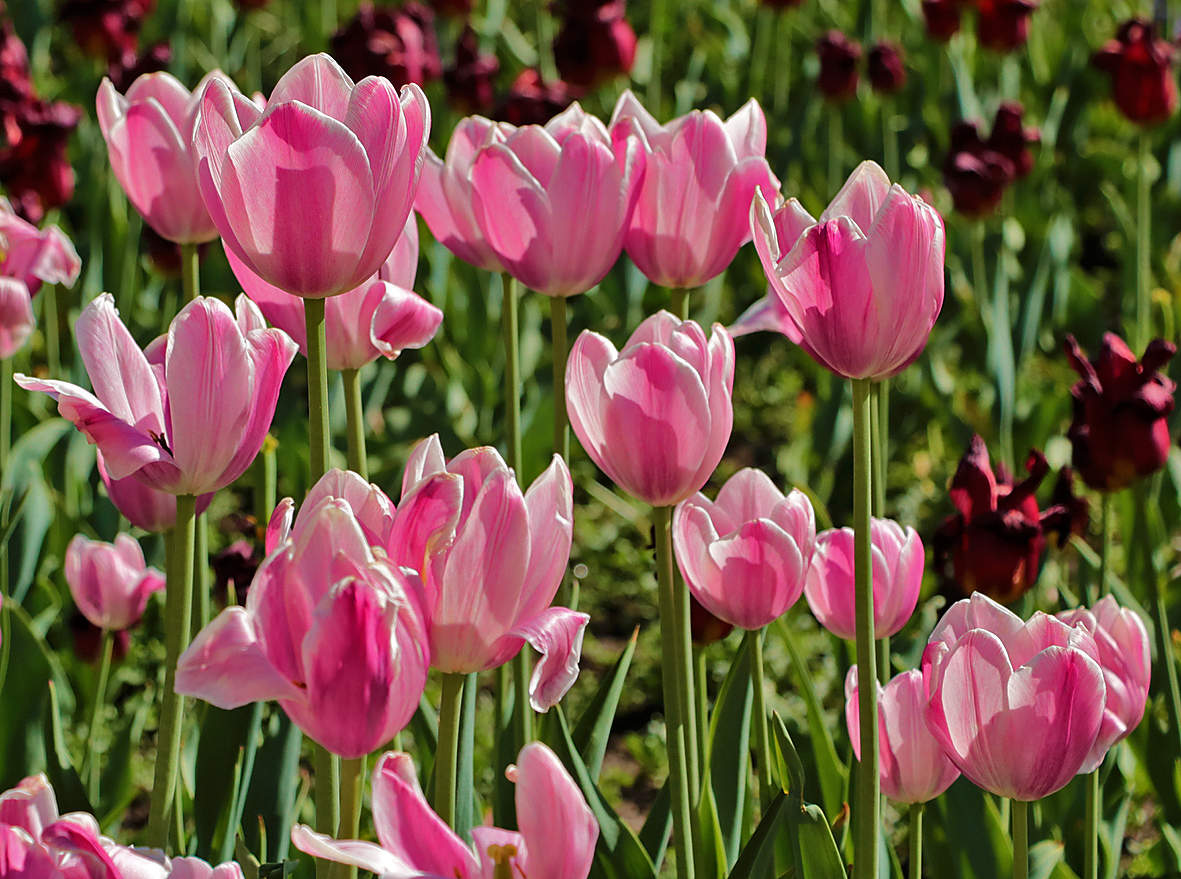 Красота на исходе весны