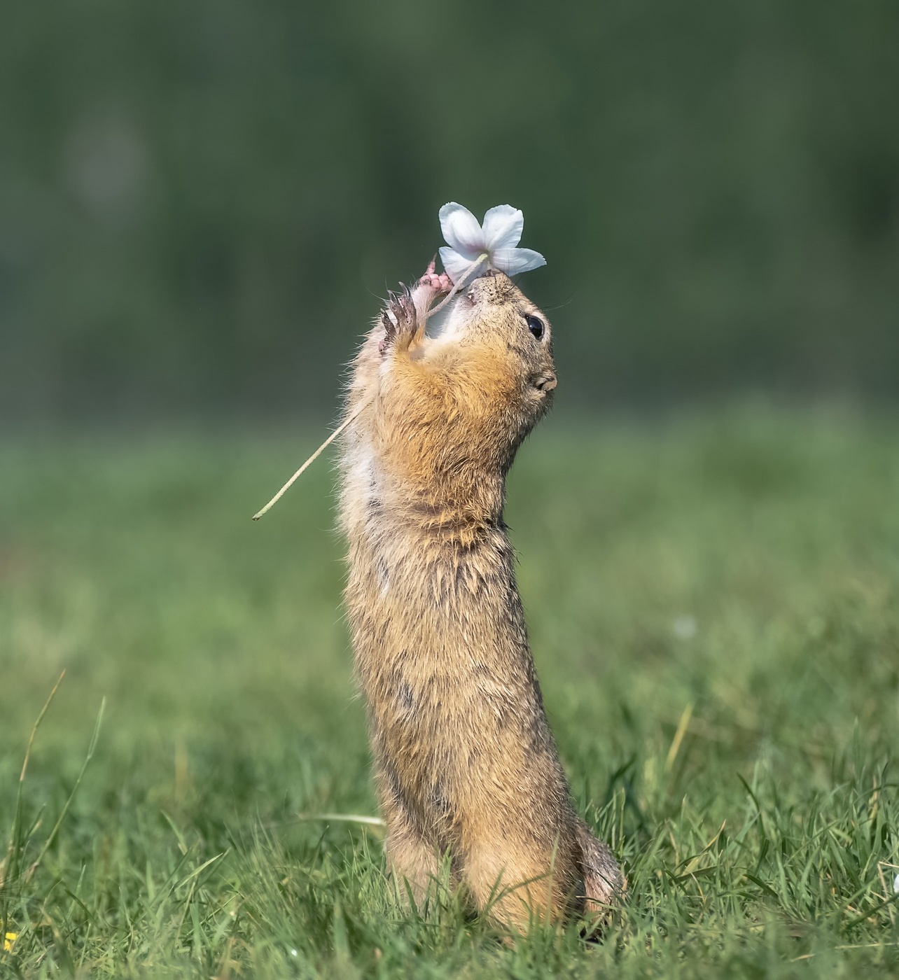 Мир прекрасного