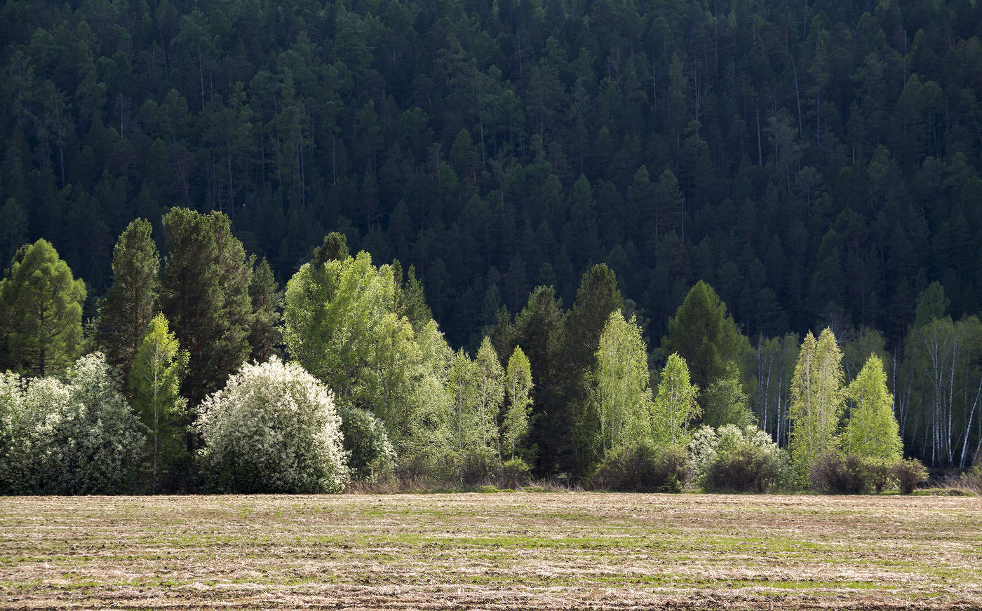Время черёмухи