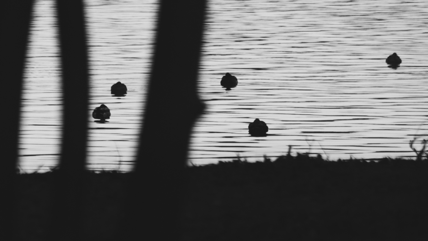 Жизнь вокруг