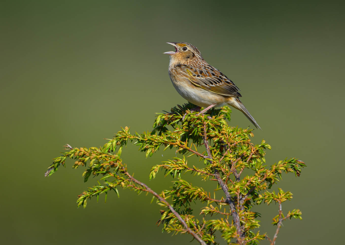 Grasshopper sparrow