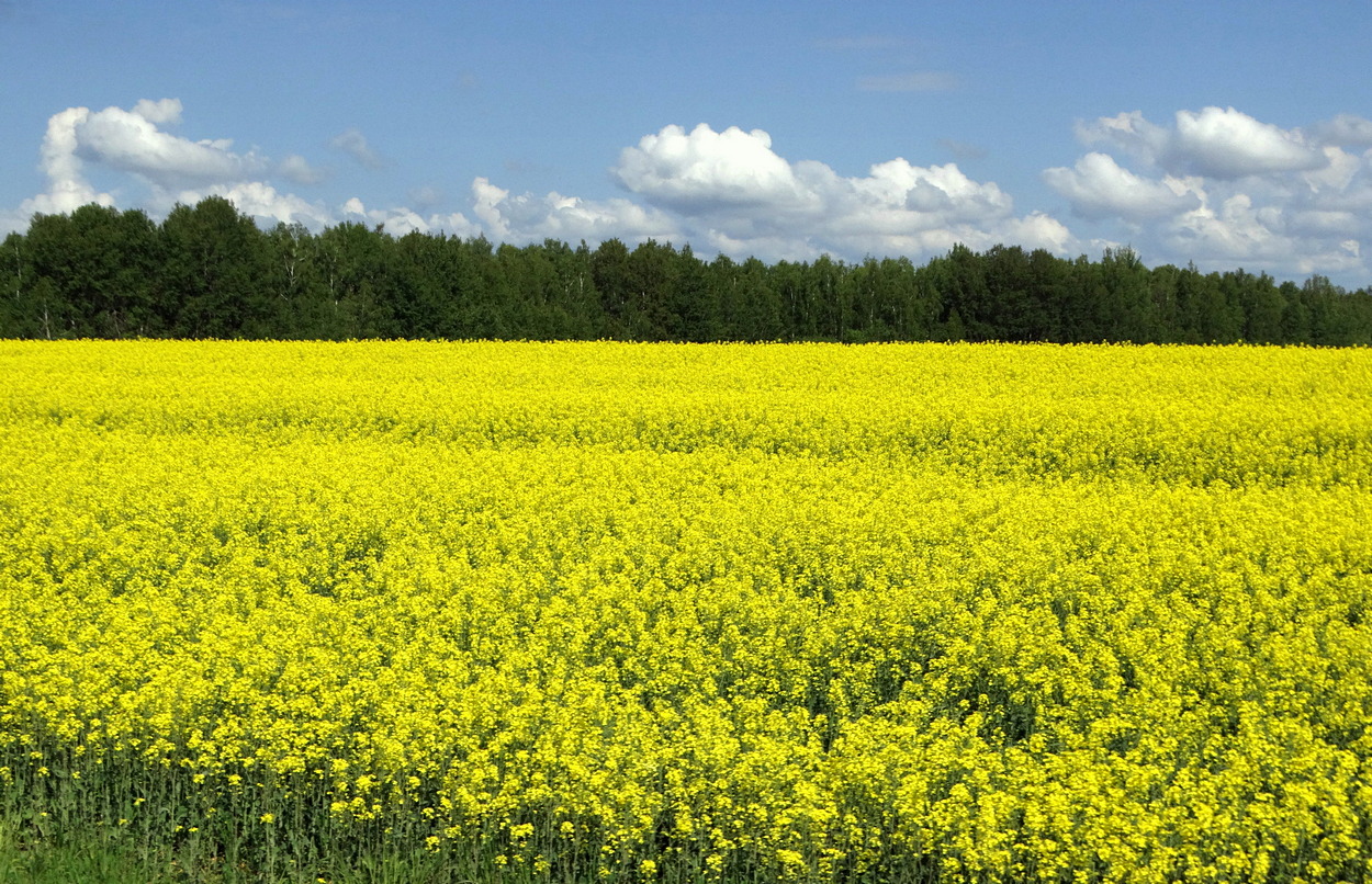Цветение рапса отличный медонос для пчёл