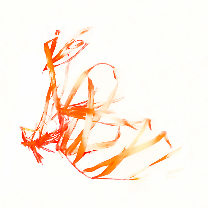 Трава на снегу в солнечный день