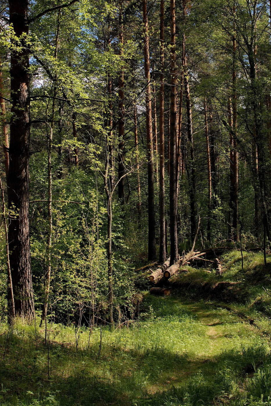 **Лесная тропинка.*