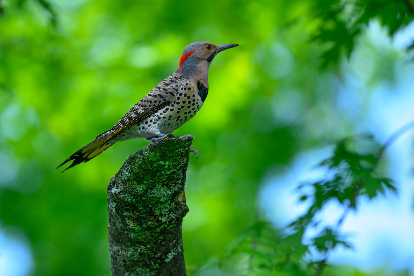 Northern flicker