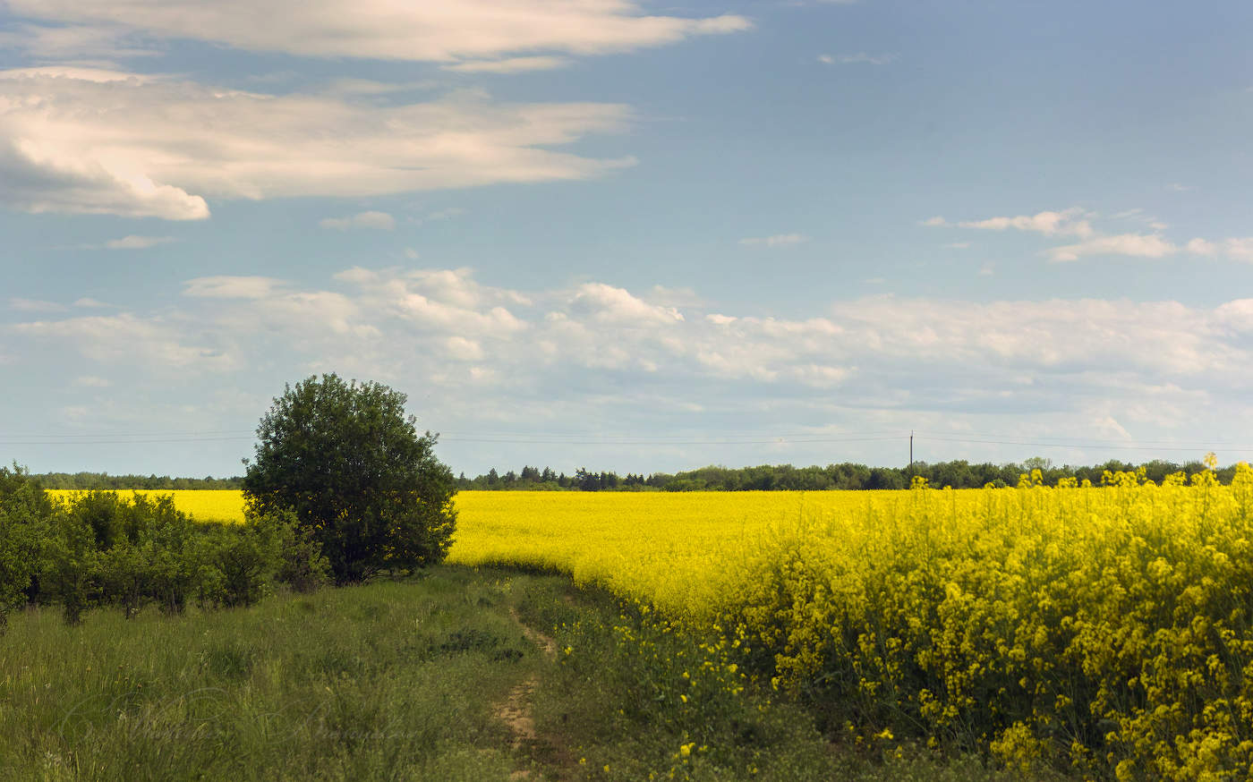 Майский пейзаж