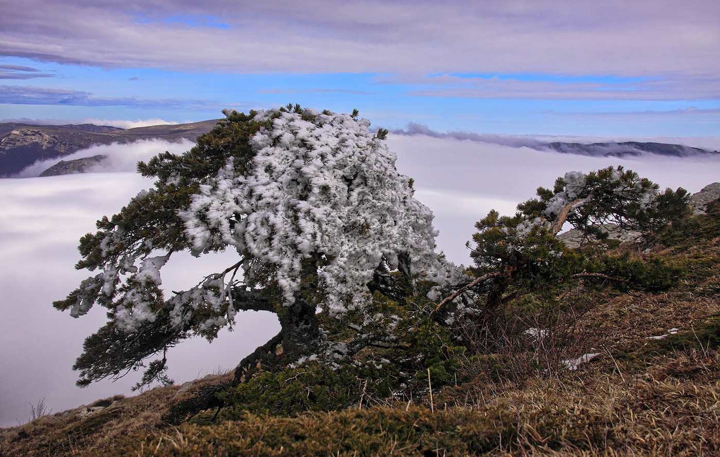 Крымская сосна