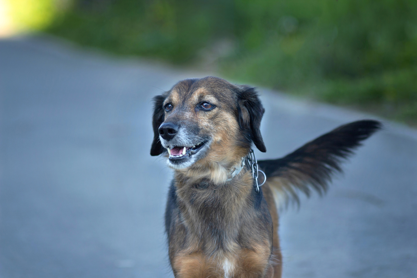 "Счастливый пёс"