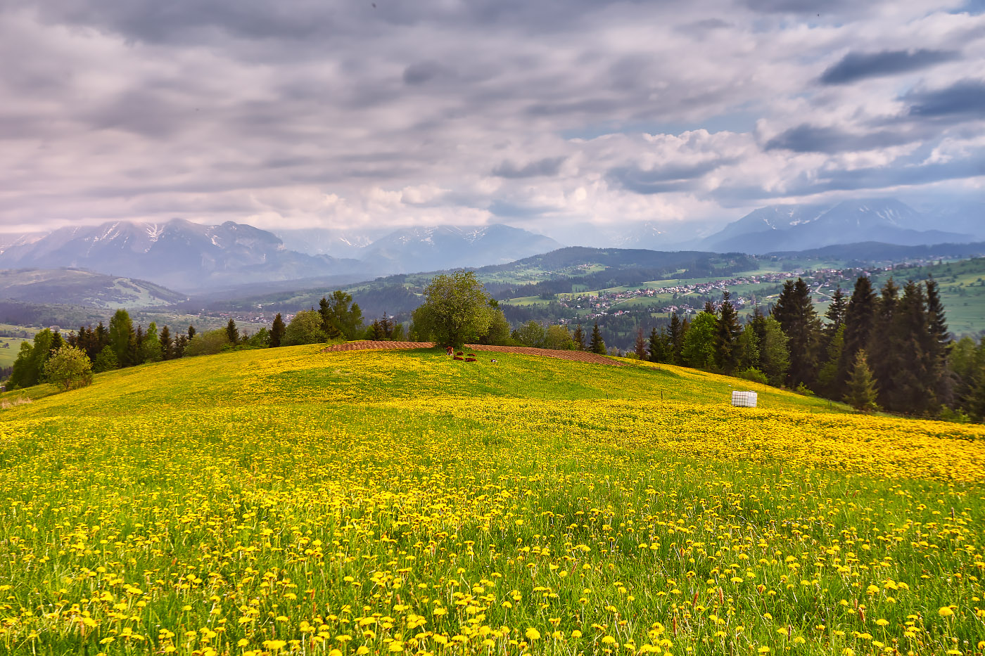 Майский луг