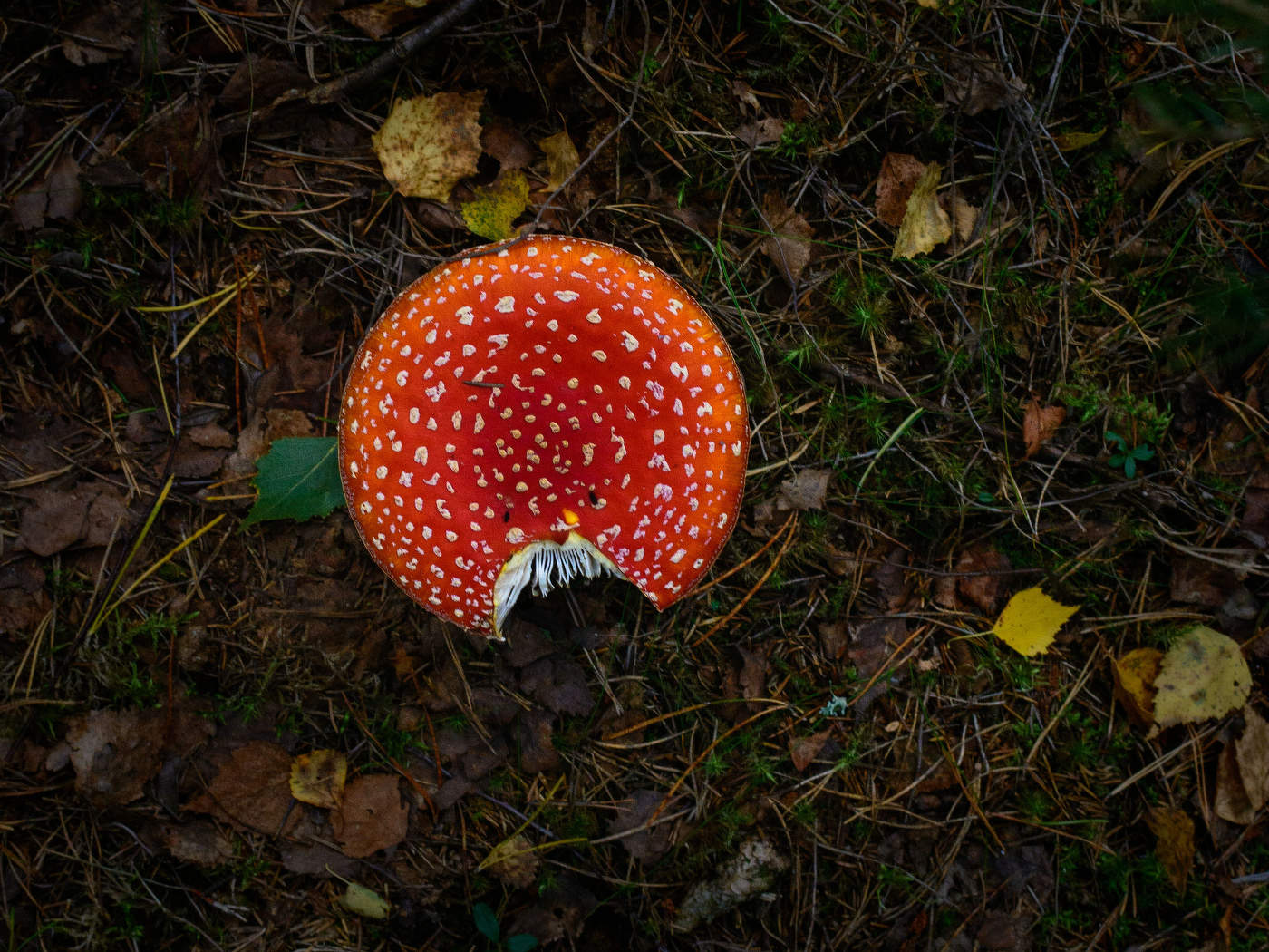 Жизнь вокруг