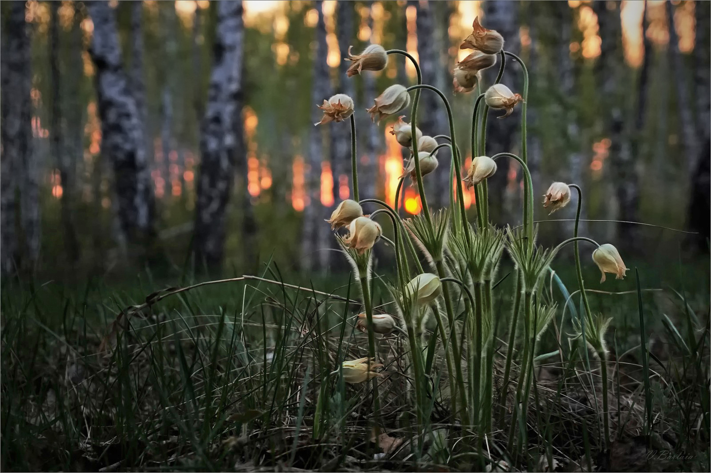 Последние первоцветы