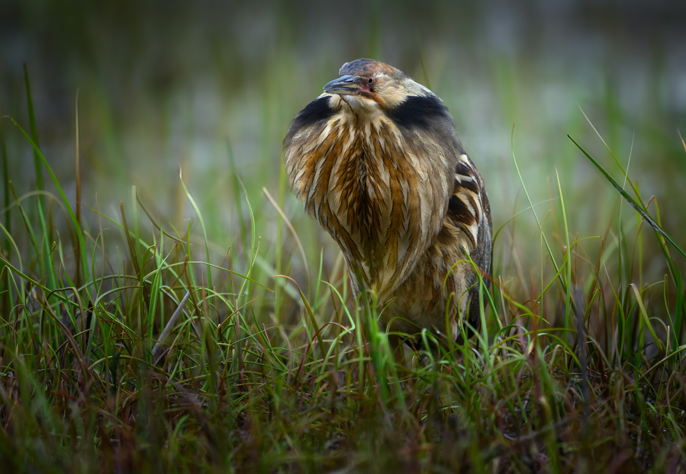 American bittern