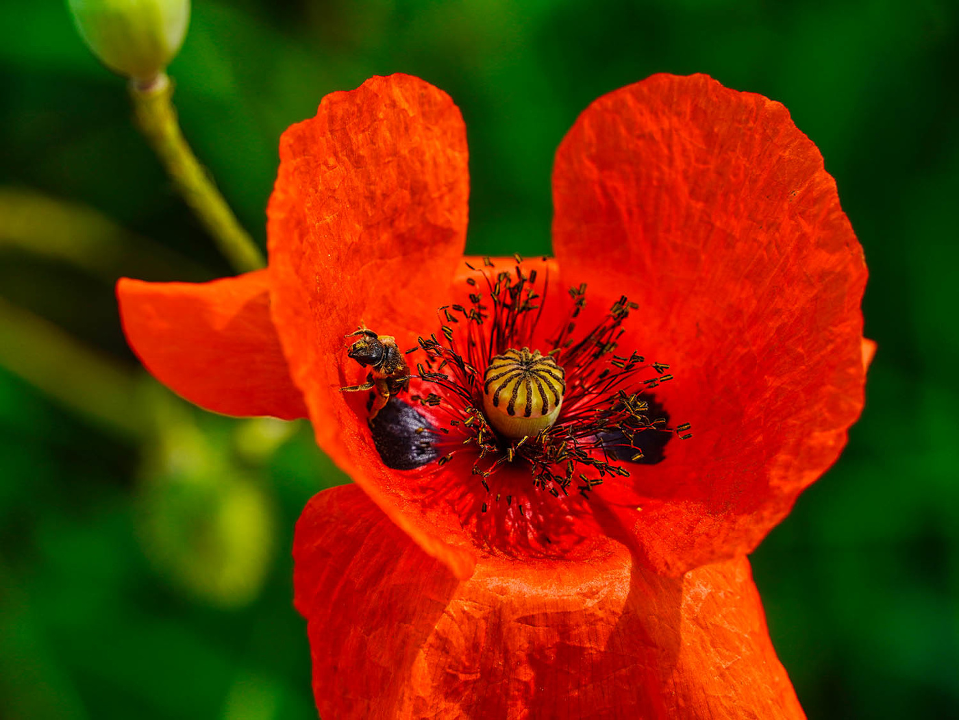 Мак самосейка