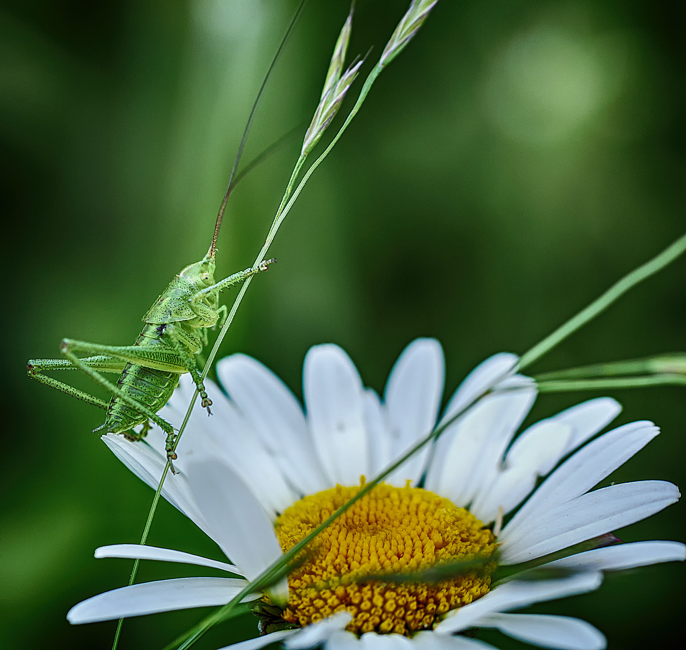 Прискакал кузнечик к ромашке